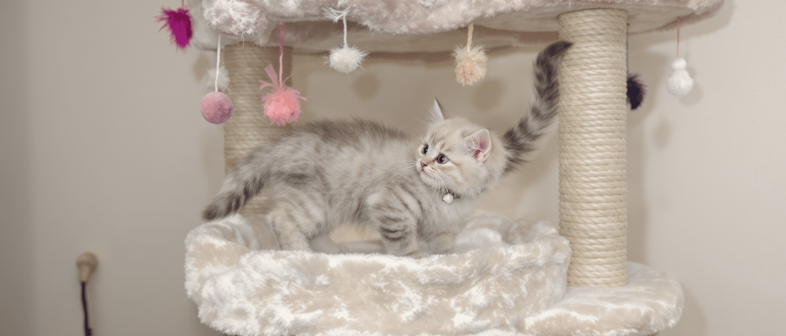 découvrez l'âge idéal pour un arbre à chat et comment choisir le meilleur modèle pour le bien-être de votre félin. informez-vous sur les facteurs à considérer pour garantir le confort et la sécurité de votre compagnon à quatre pattes.